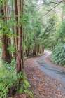 Terceira, Azores, Portugal. Road through the forest. Art Print